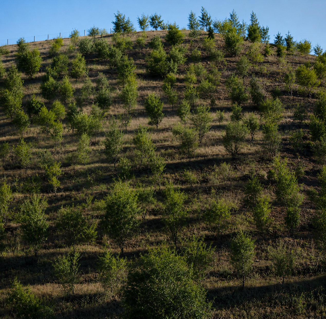ONE ORDER. ONE TREE.ENDLESS ADVENTURES.